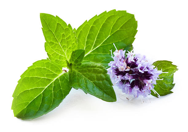 Leaf of mint with flower stock photo