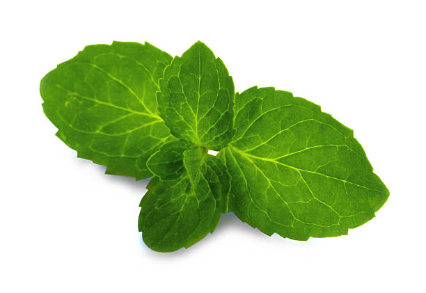 Mint leaf stock photo