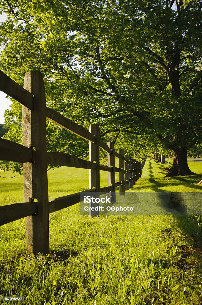 Low angle view of a farm fence Low angle view of a fence next to a field and lined with large maple trees during sunset. Above Stock Photo