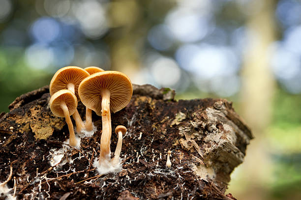 mushrooms and mycelia stock photo
