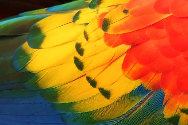 Closeup of a parrot's feathers