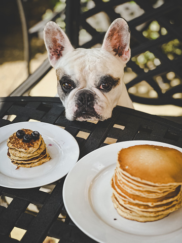 French Bulldog enjoys banana and egg pancakes breakfast outside in the garden