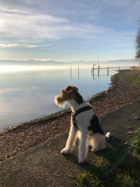 犬が湖畔に座って、憧れの眼差しで水を見つめています - longingly ストックフォトと画像
