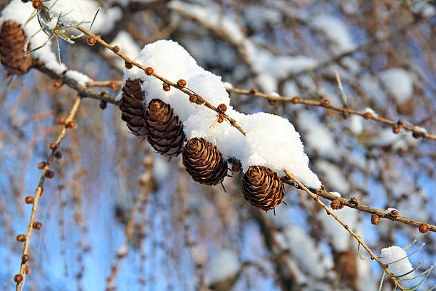 alerce europeo conos - european larch fotografías e imágenes de stock