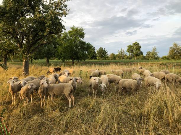 istock A flock of sheep in the evening light 1570489450
