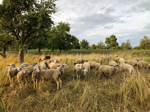 Herd of sheep's in summer. The shepherd.