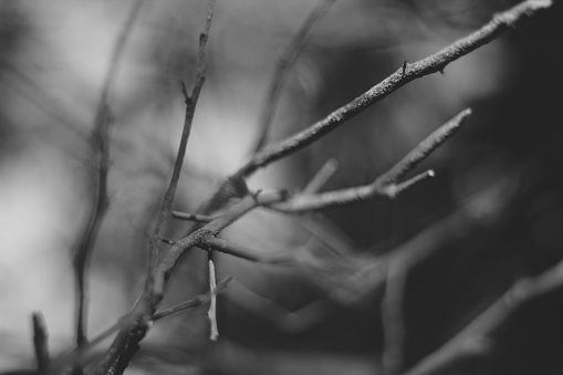 Black and white photo of some branches of a dead lemon tree at my backyard