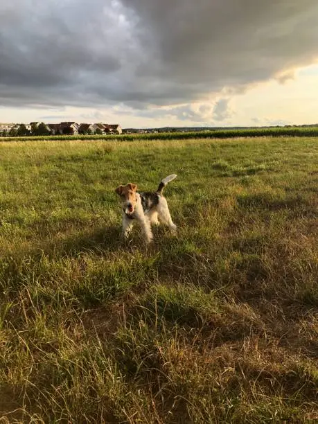 Dramatic sky with dark clouds and a sunset with a dog