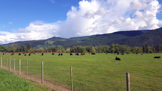 Field of Free Range,Cattle.  Springtime.  Vernon BC. Hills in background.