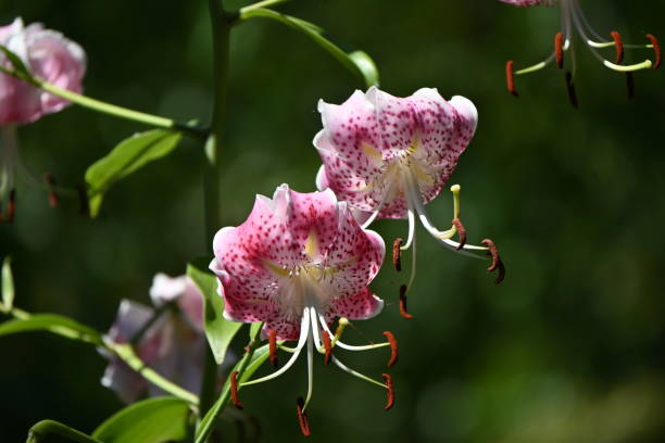 istock Brilliant lily ( Lilium speciosum ) flowers. 1570503736
