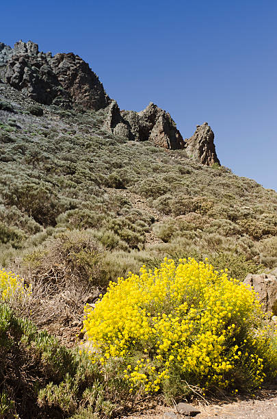 istock Park National de Teide, Tenerife - Canary Island 157050806