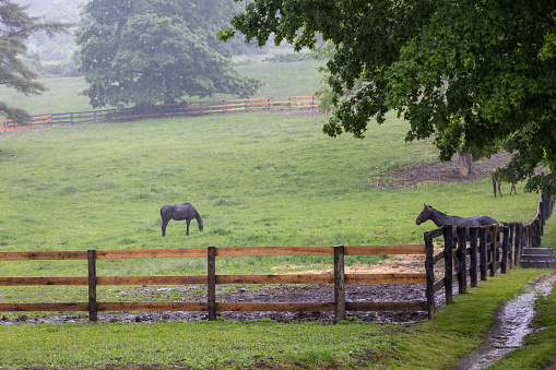 Horses standing in the rain in a green field