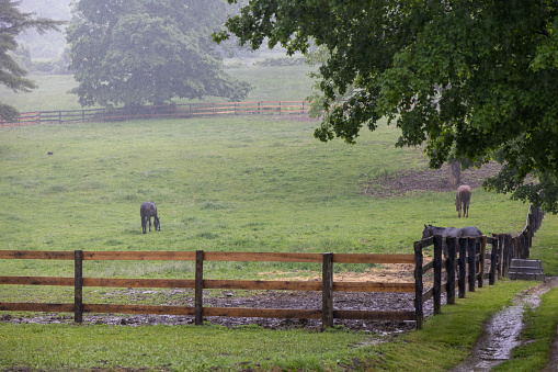 Horses standing in the rain in a green field