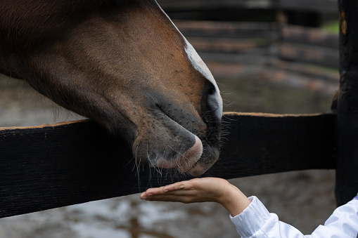 Close up shot of a horse eating from a child's hand.