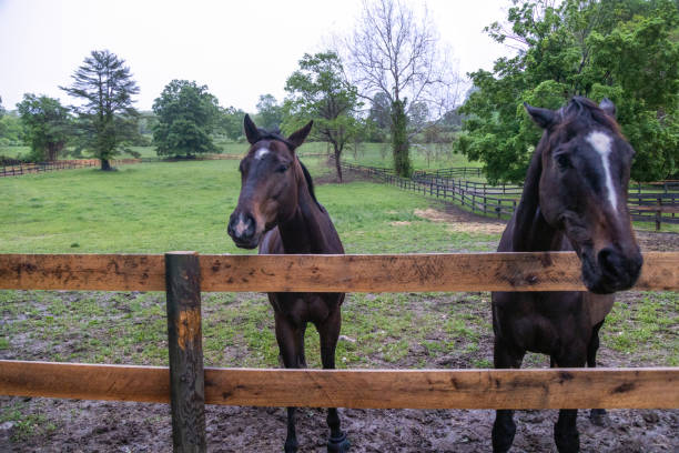 istock Horses by a fence. 1570540138