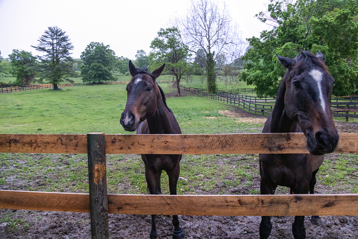 Close shots of horses by a fence on a wet, rainy  day.