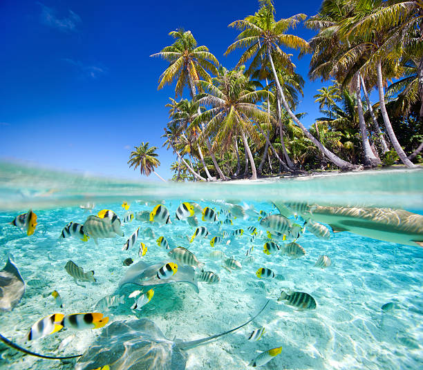 Tropical island above and underwater with fishes Beautiful tropical island above and underwater, made of 2 photos french polynesia stock pictures, royalty-free photos & images