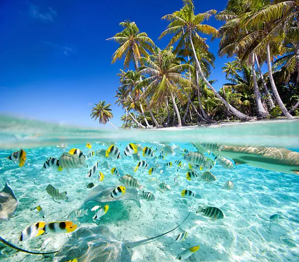 Beautiful tropical island above and underwater, made of 2 photos