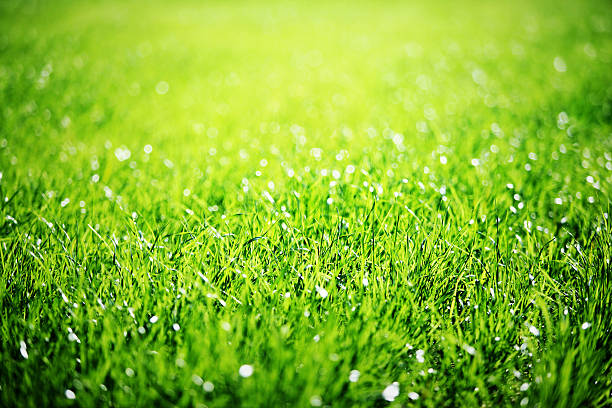 istock Close up of green grass. 157057658