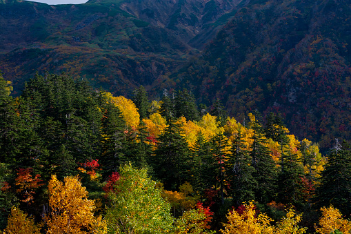 Colorful alpine trees in autumn