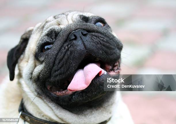 Mopy Portret Śmieszne - zdjęcia stockowe i więcej obrazów Pies - Pies, Czarny kolor, Część ciała zwierzęcia