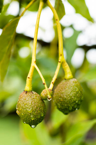 istock Persea americana - unripe small hass avocado on tree 1570592269