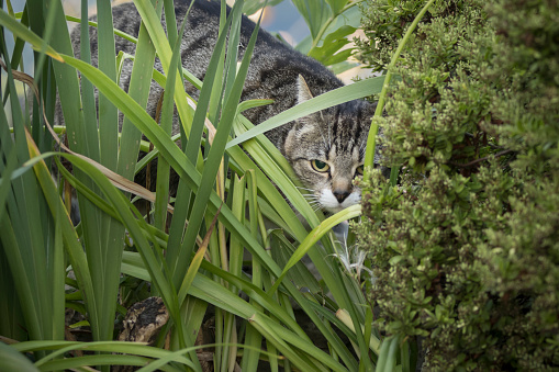 Cute young tabby cat playing in a garden