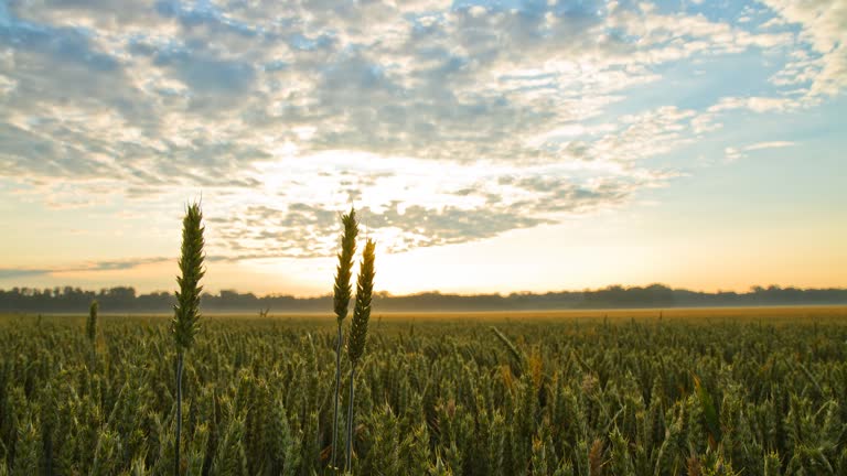 HD Time-Lapse: Wheat Field At Sunrise