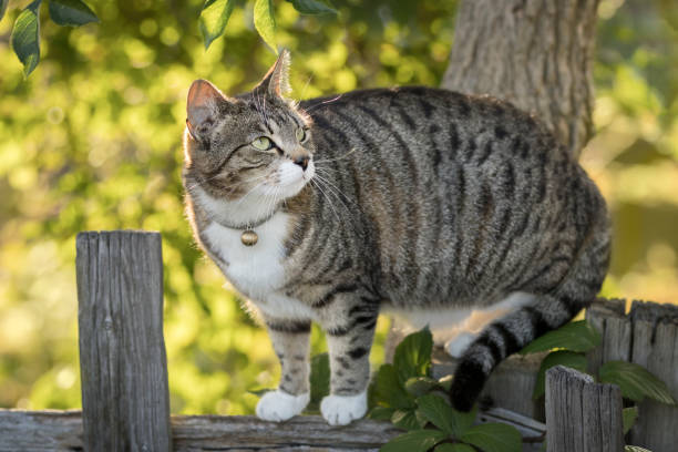 istock Cute young tabby cat playing in a garden 1570612333
