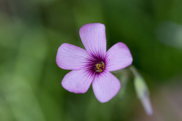 istock Small Purple Flower in Summertime 1570636957