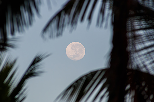 Long exposure of the moon shining over the Indian Ocean and silhouetting palm trees and mangroves on a quiet beach near Diani, Kenya.
