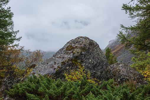 Beautiful mossy rock among lush autumn flora against foggy mountains in thick low clouds. Minimal view through forest hill to misty mountain range in dense fog. Fading autumn colors in high mountains.