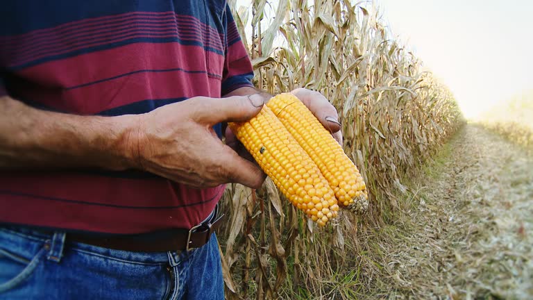 HD: Farmer Hands Peeling Corncobs