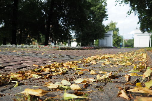 Petrozavodsk, Karelia, Derzhavinsky park. The approach of autumn. The yellow leaves of linden and willow roll along the cobbled sidewalk in breeze. Gate of Derzhavinsky Park. Indian summer in the city