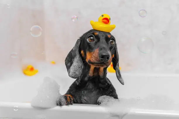 Photo of Funny cute baby dog bathes in bathtub with rubber toy duck in foam soap bubble