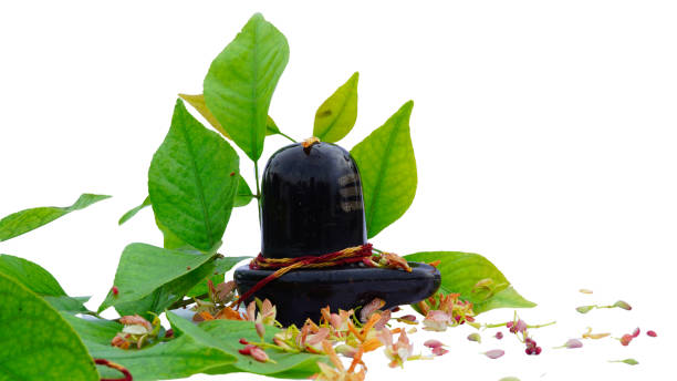 indian hindu religious holy plant bilva patra or bilipatra used worship of god shiva lingam in white background with copy space Lord Shiva Lingam decorated with bilva leaves. Shiva lingam idol with bael leaves and flowers on white background. lingam yoni stock pictures, royalty-free photos & images