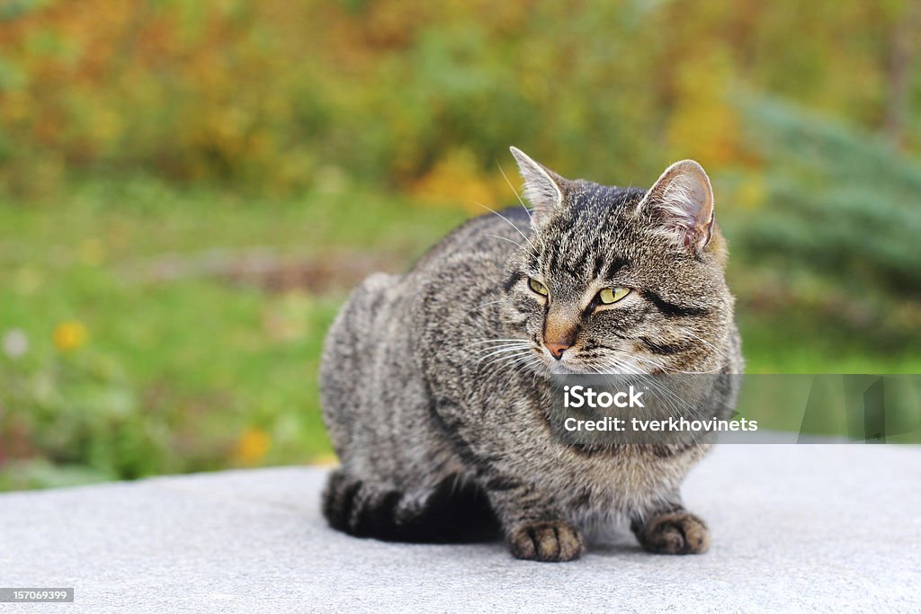 Katze im Freien - Lizenzfrei Bildhintergrund Stock-Foto