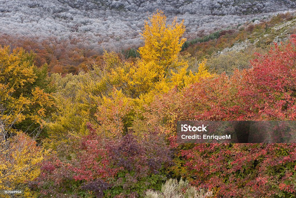 Autumn forest Autumn forest. Fall. November Autumn Stock Photo