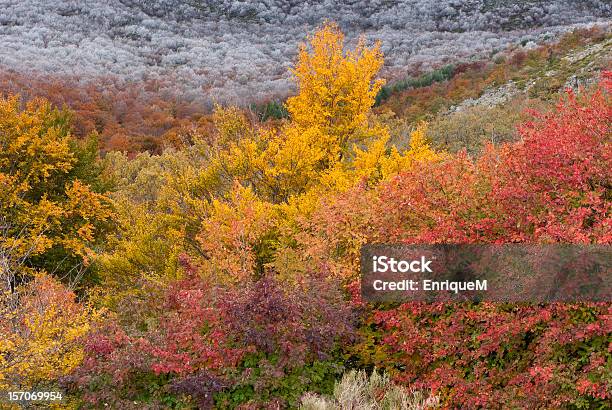 Autumn Forest Stock Photo - Download Image Now - Autumn, Autumn Leaf Color, Beech Tree