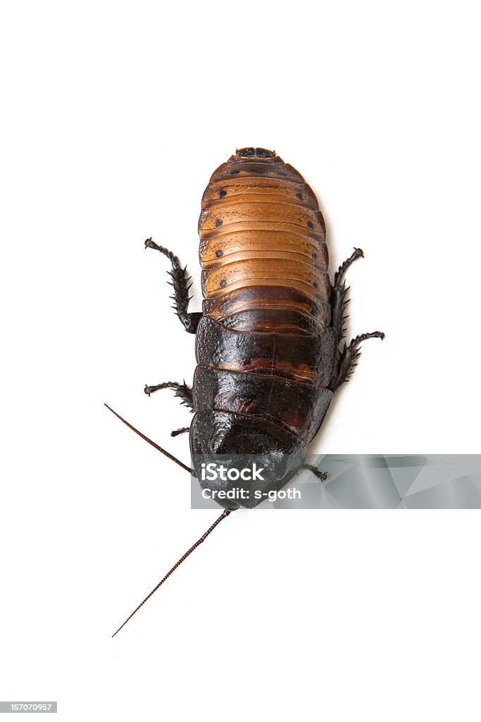 마다가스카 쉬익 소리를 내다 바퀴벌레 - 로열티 프리 곤충 스톡 사진