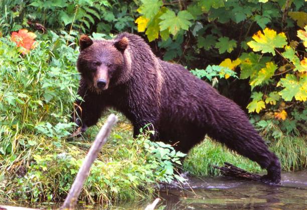 istock Grizzly Bear - Fish Creek - Hyder, Alaska 1570725042