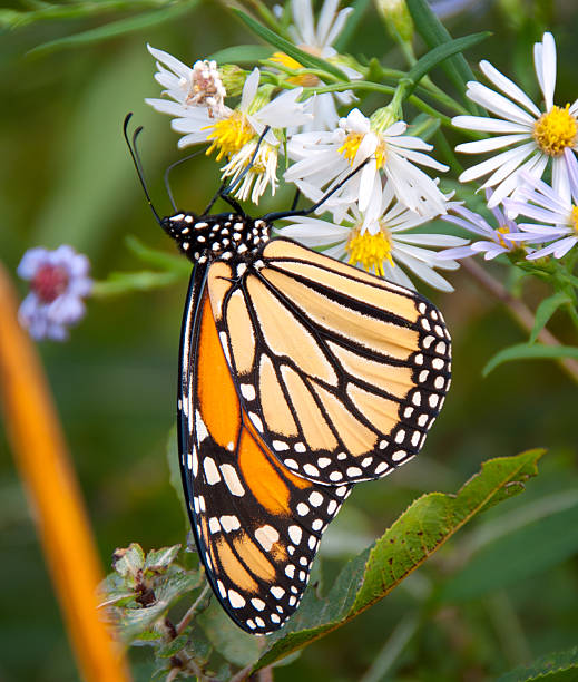 Monarch butter fly close up stock photo