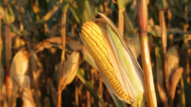 HD DOLLY: Corn In Golden Sunlight