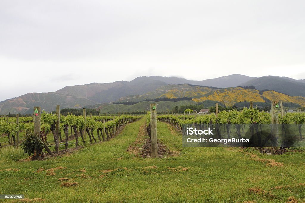 Vineyard vista - Foto de stock de Agricultura libre de derechos