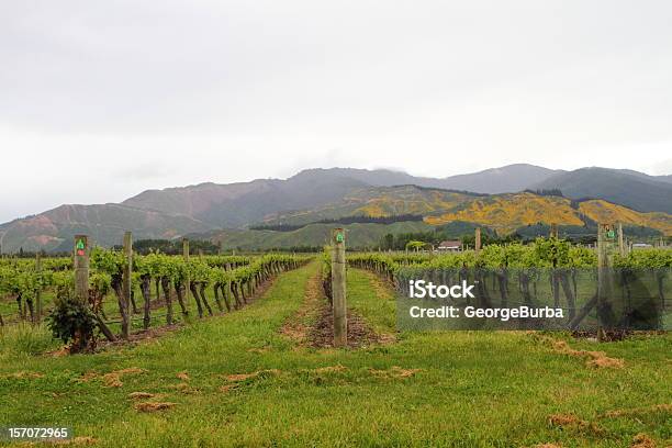 Vineyard Vista Foto de stock y más banco de imágenes de Agricultura - Agricultura, Aire libre, Blenheim - Nueva Zelandia