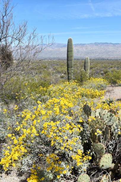 istock Brittlebush Near Tucson 1570732976