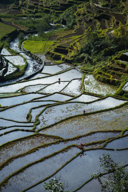 istock Rice Terraces in Banaue, Philippines 1570733532