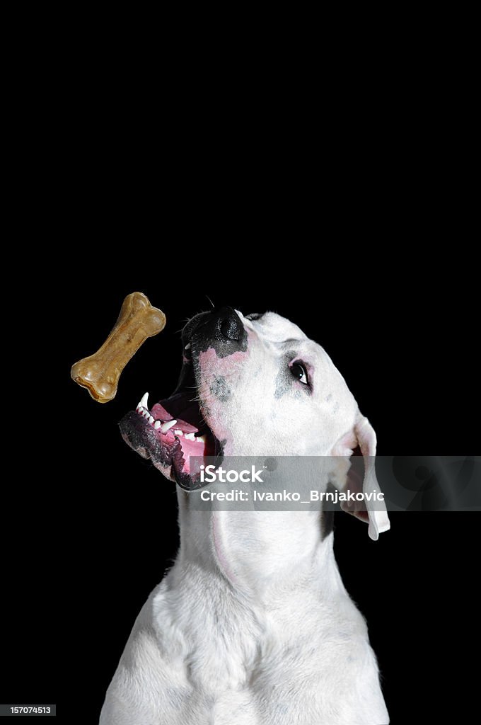 Biscotto per cani Osso - Foto stock royalty-free di Biscotto per cani