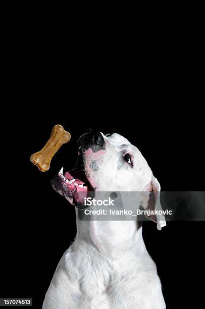 Biscotto Per Cani Osso - Fotografie stock e altre immagini di Biscotto per cani - Biscotto per cani, Sfondo nero, Cane