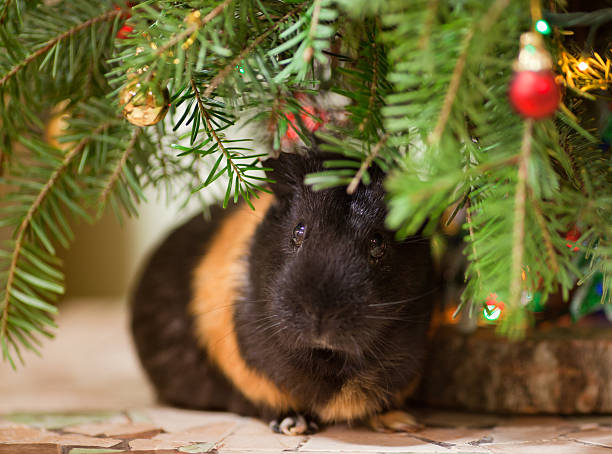 istock Guinea-pig at Christmas tree 157075275